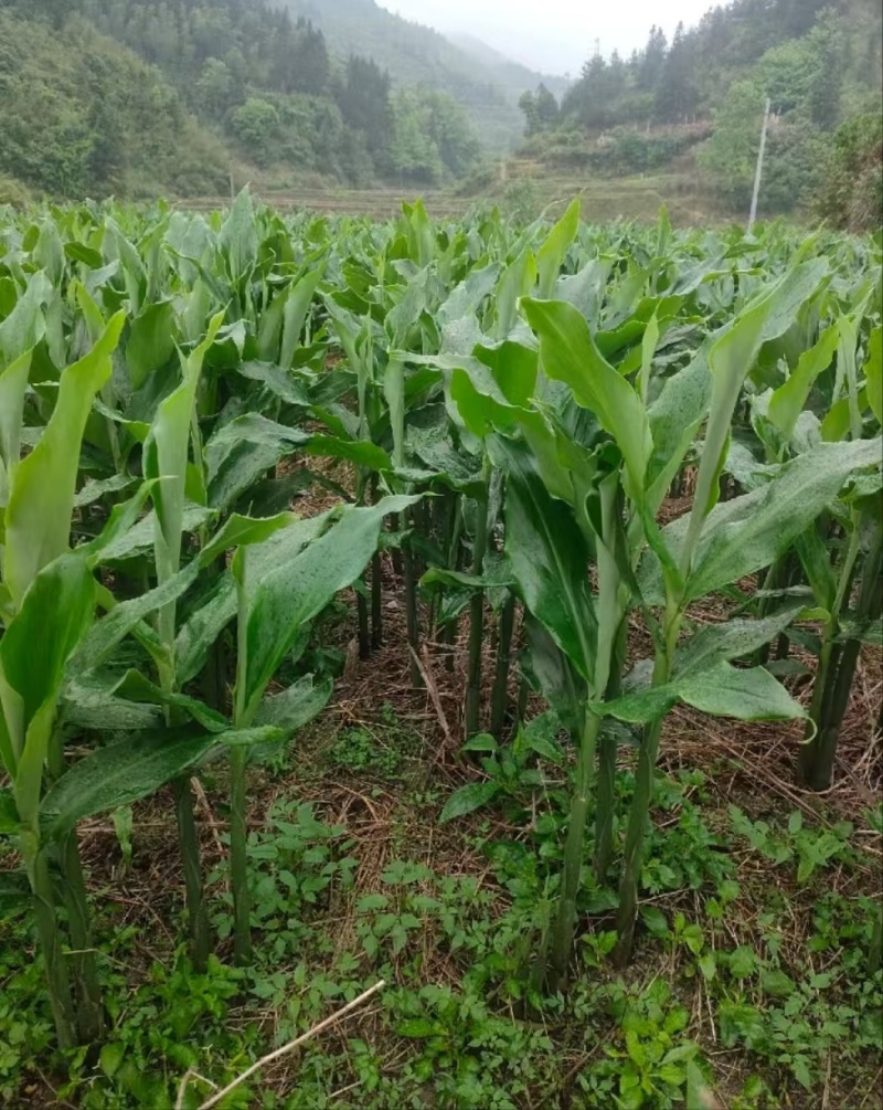阳荷种根
