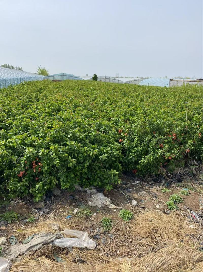 精品贴梗海棠优质贴梗海棠
