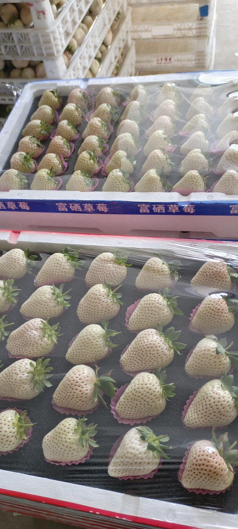 白草莓货源充足，产地直发，诚信经营，欢迎客商来电