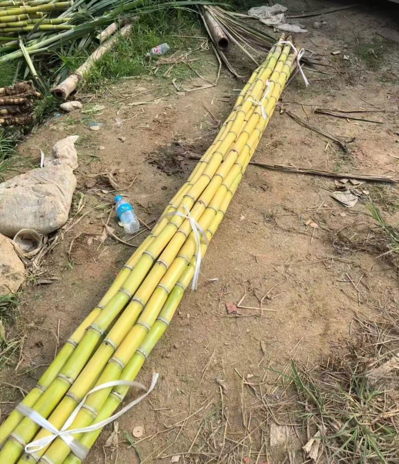 黄皮甘蔗黄金甘蔗云南甘蔗大量有货一手货源产地直