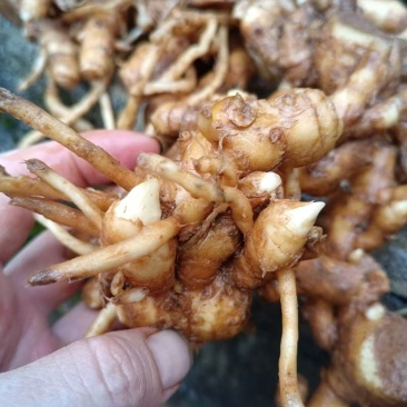 阳荷种根