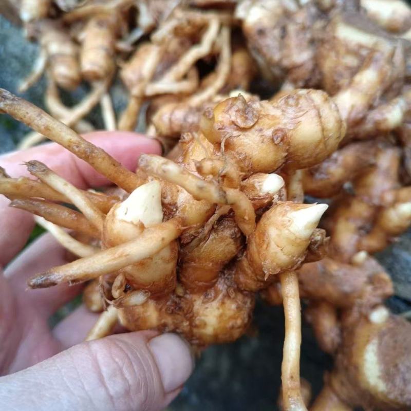 阳荷种根