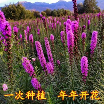 蛇鞭菊种子花坛花境庭院植物花种子菊花种子麒麟菊花海