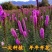 蛇鞭菊种子花坛花境庭院植物花种子菊花种子麒麟菊花海