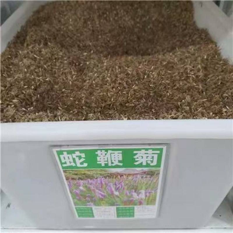 蛇鞭菊种子花坛花境庭院植物花种子菊花种子麒麟菊花海
