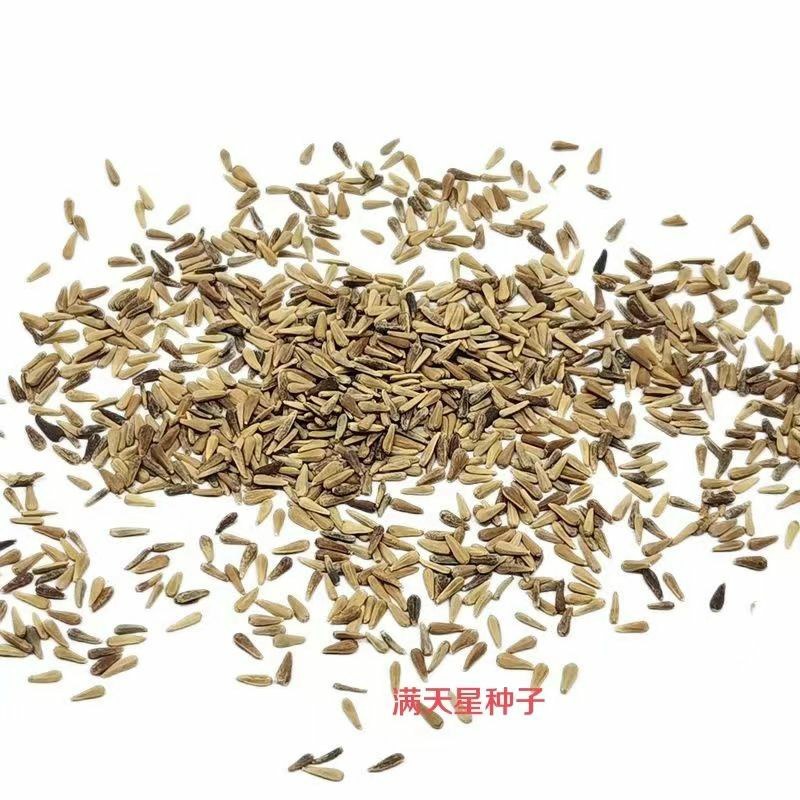 混色满天星花种子四季开花草籽简单易种易爆盆阳台庭院盆栽花