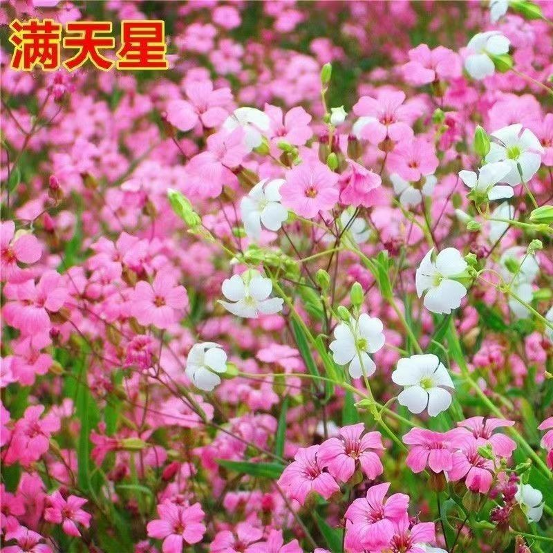 混色满天星花种子四季开花草籽简单易种易爆盆阳台庭院盆栽花