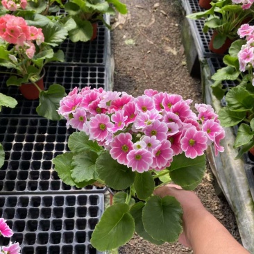 精品四季樱花优质四季樱花