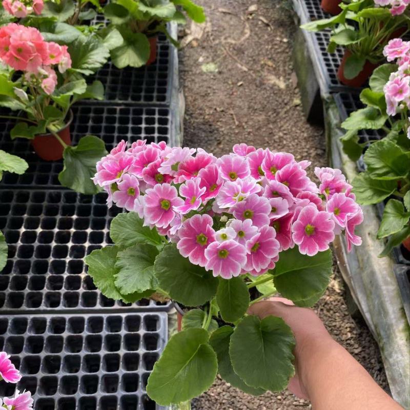 精品四季樱花优质四季樱花