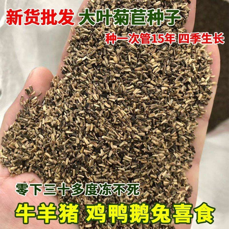 菊苣种籽养殖大叶多年生四季牧草种子羊牛兔鸡鸭鹅猪草种孑鱼