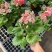 精品四季樱花优质四季樱花
