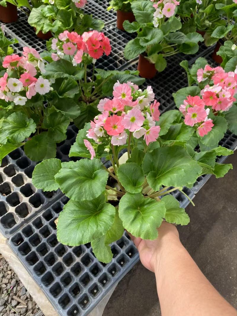 精品四季樱花优质四季樱花