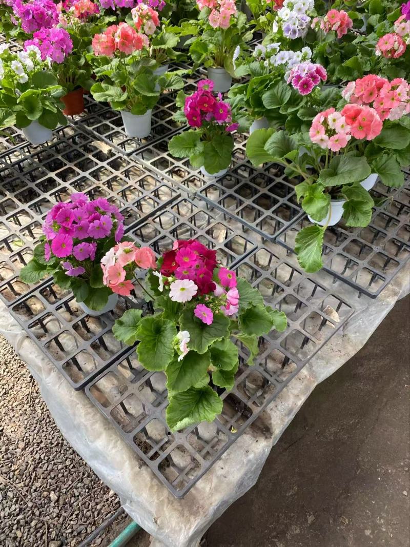精品四季樱花优质四季樱花