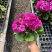 精品四季樱花优质四季樱花