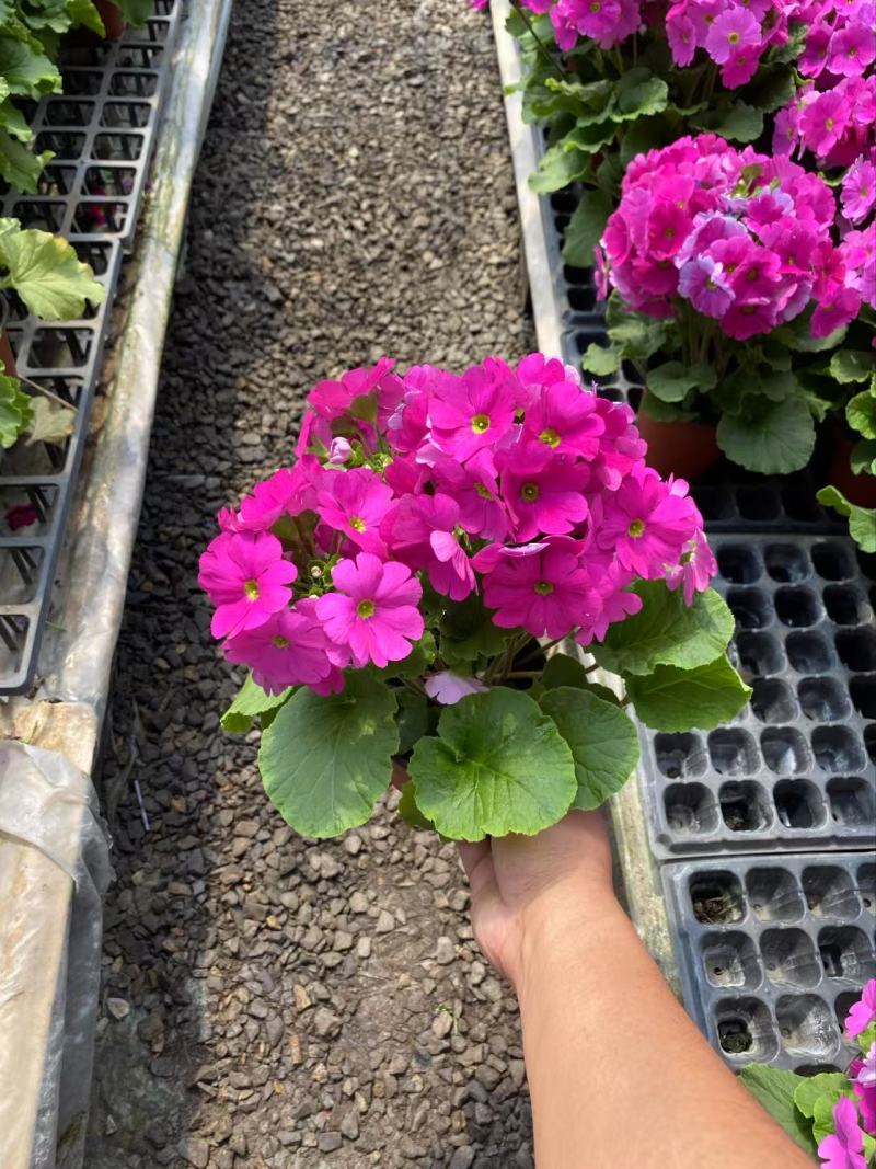 精品四季樱花优质四季樱花