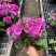 精品四季樱花优质四季樱花