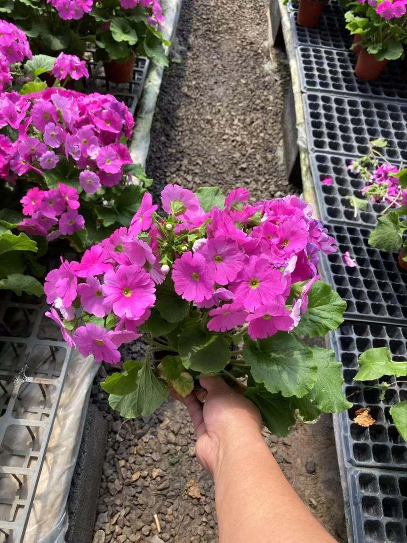 精品四季樱花优质四季樱花