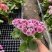 精品四季樱花优质四季樱花