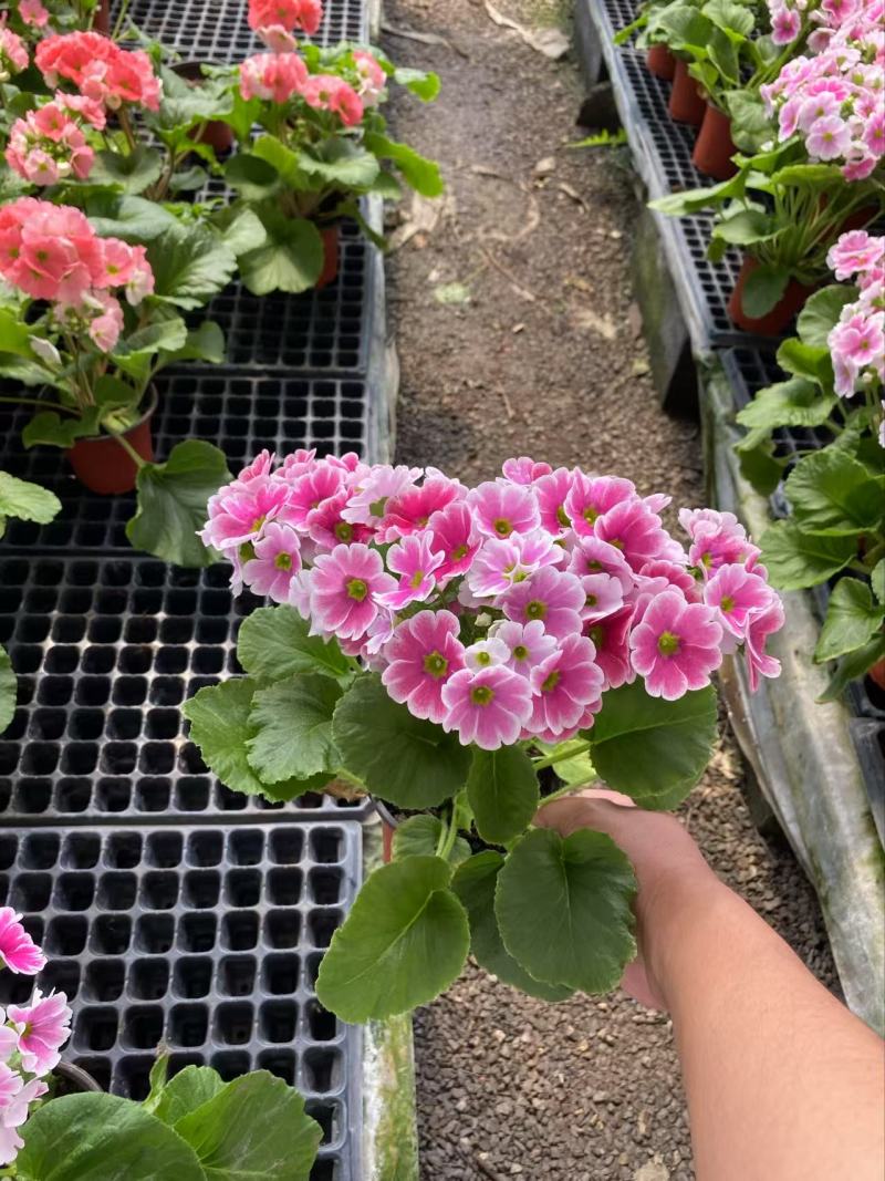 精品四季樱花优质四季樱花