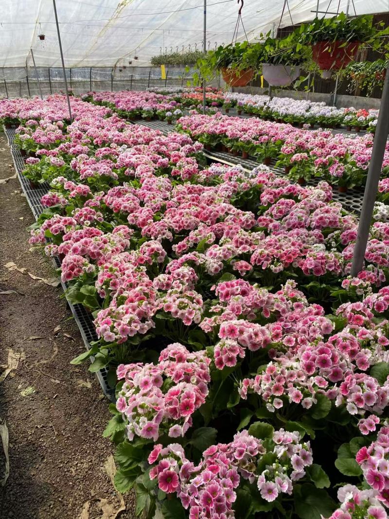 精品四季樱花优质四季樱花
