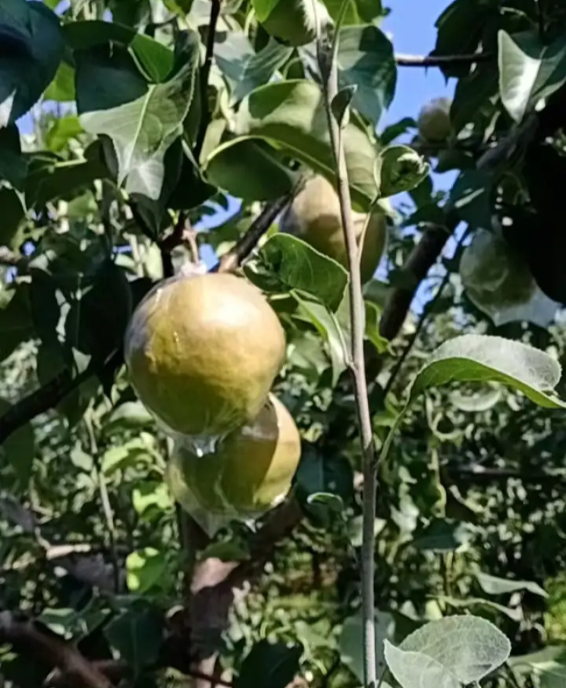 山西临猗玉露香梨水果基地，对接电商超市批发市场，