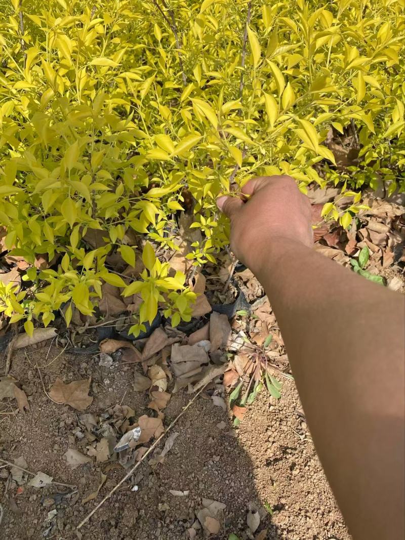 精品金叶卫矛优质金叶卫矛