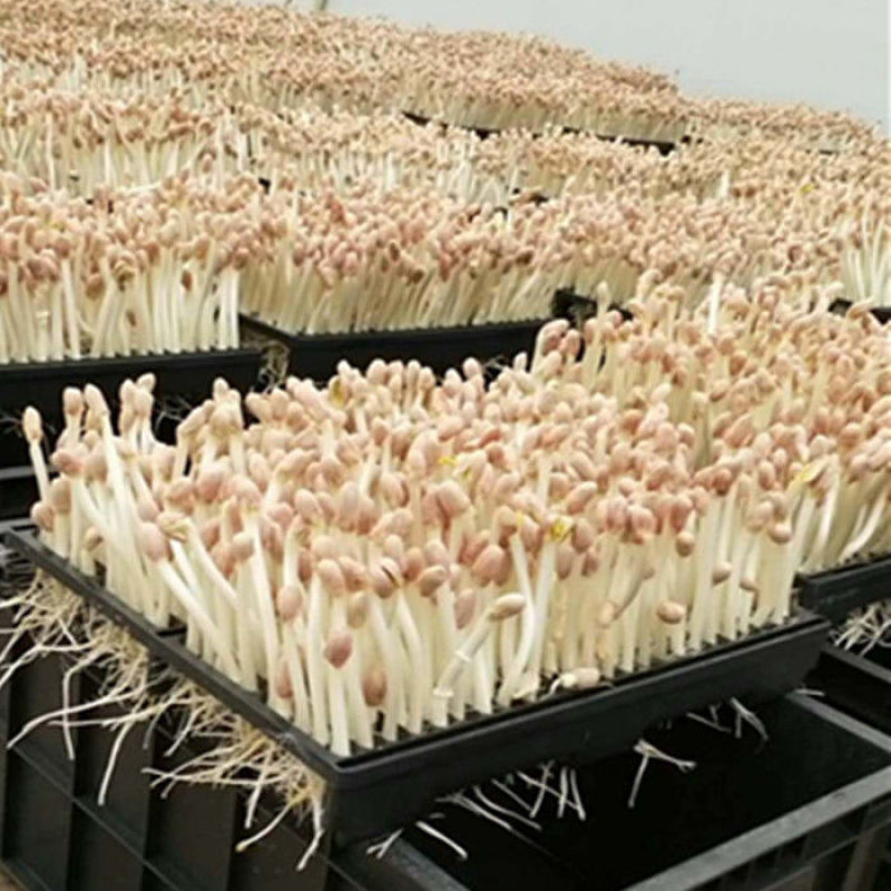 花生芽