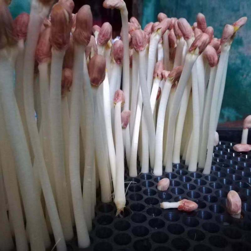 花生芽
