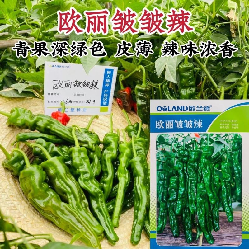 欧兰德欧丽皱皱辣种子特辣小皱皮辣椒种子深绿色皮薄味辣蔬菜