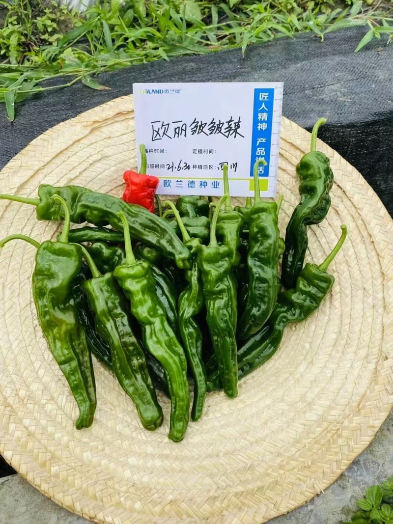 欧兰德欧丽皱皱辣种子特辣小皱皮辣椒种子深绿色皮薄味辣蔬菜