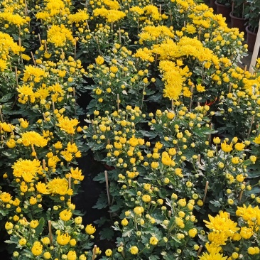 广东菊花