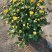 广东菊花