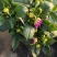 广东菊花