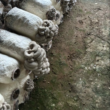 新鲜蘑菇现摘现发，价格合适，保质保量