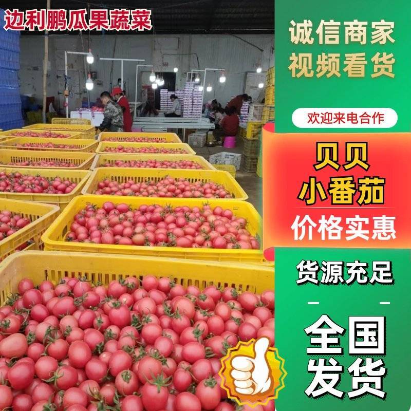 诚信经营.实力商家千禧.贝贝.釜山88.圣女果价格合理