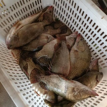新鲜鳜鱼，肉质鲜美，营养丰富，适合清蒸、红烧，家庭聚餐首选！
