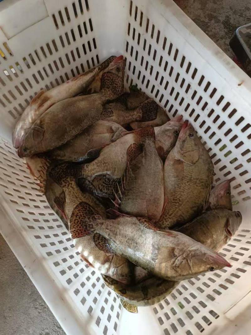 新鲜鳜鱼，肉质鲜美，营养丰富，适合清蒸、红烧，家庭聚餐首选！