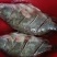 新鲜鳜鱼，肉质鲜美，营养丰富，适合清蒸、红烧，家庭聚餐首选！