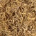 野生黄皮杜仲，金丝杜仲