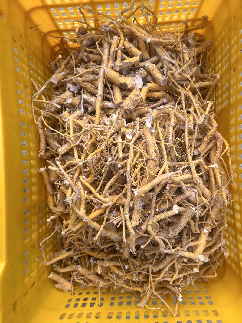 野生黄皮杜仲，金丝杜仲