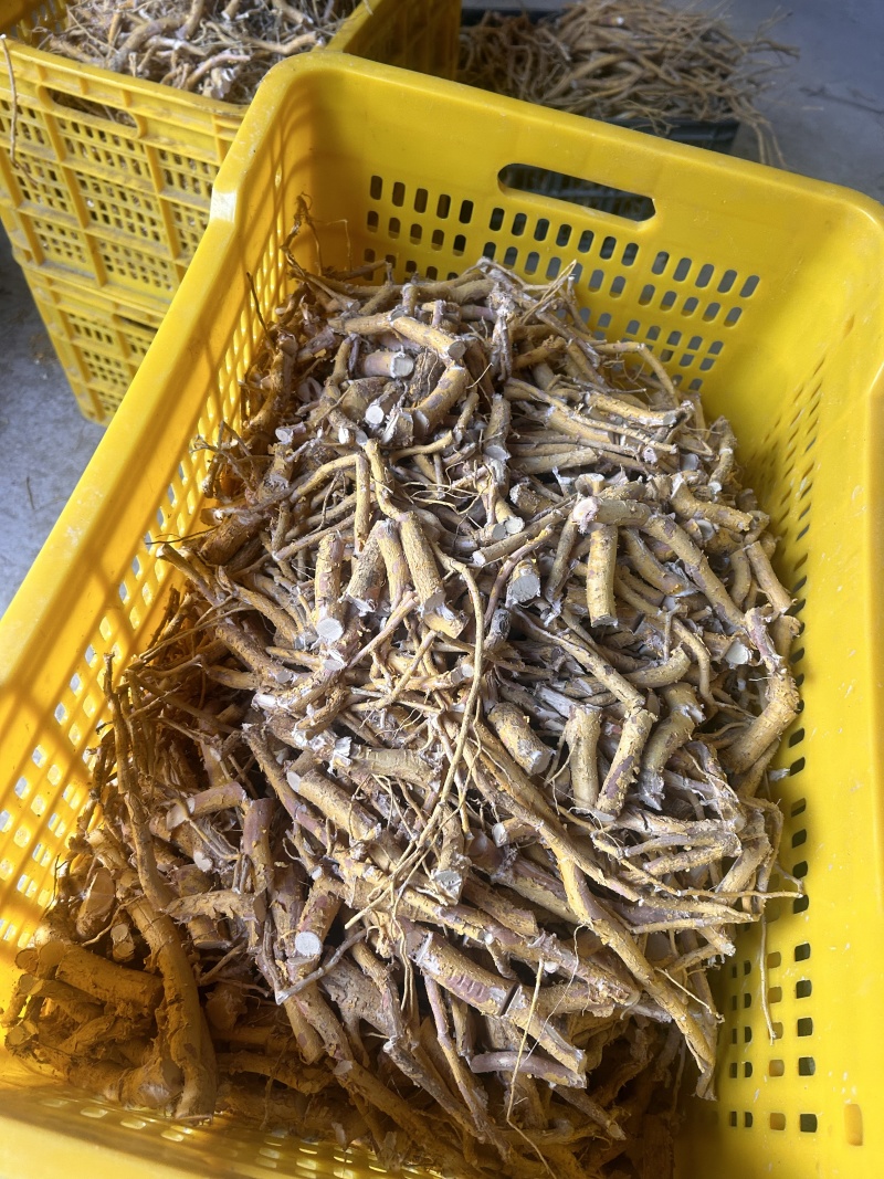 野生黄皮杜仲，金丝杜仲