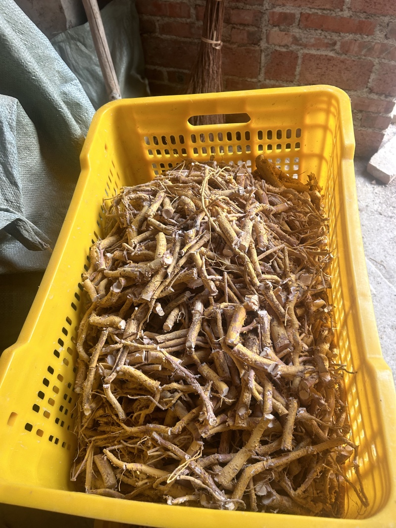 野生黄皮杜仲，金丝杜仲