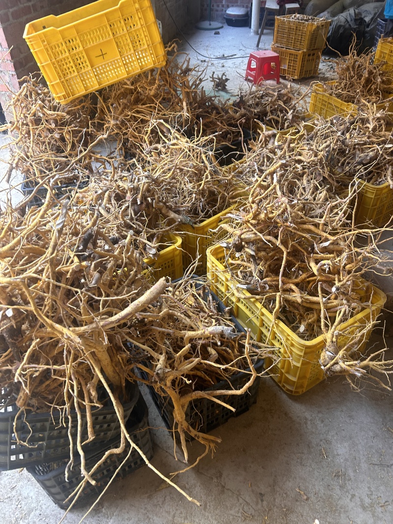 野生黄皮杜仲，金丝杜仲