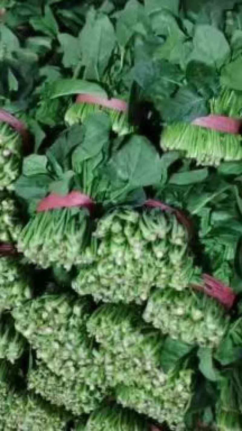 菠菜大量供应质优价廉，欢迎各位客商光临选购