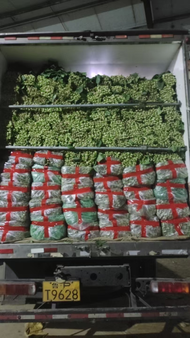菠菜大量供应质优价廉，欢迎各位客商光临选购