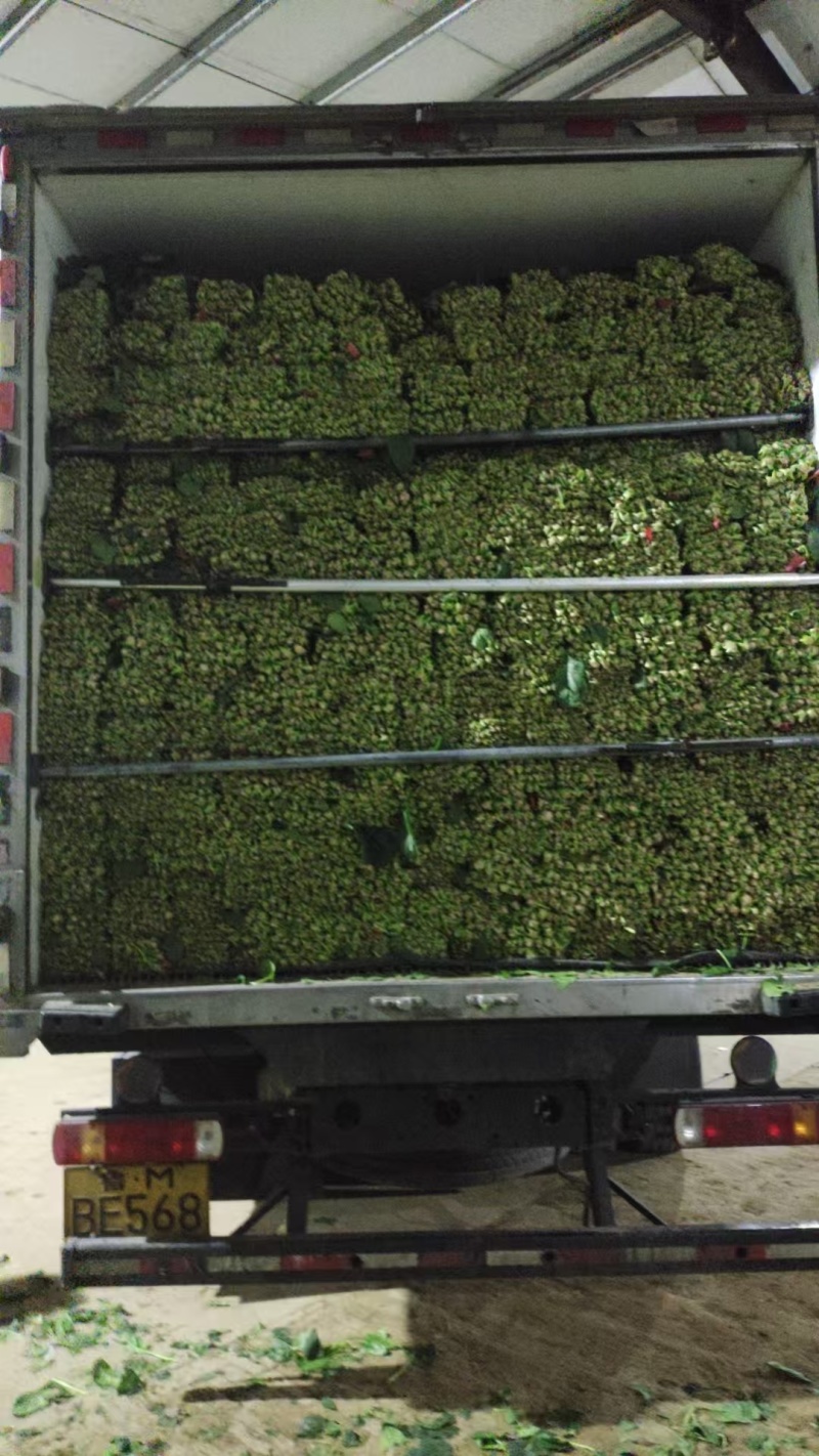 菠菜大量供应质优价廉，欢迎各位客商光临选购