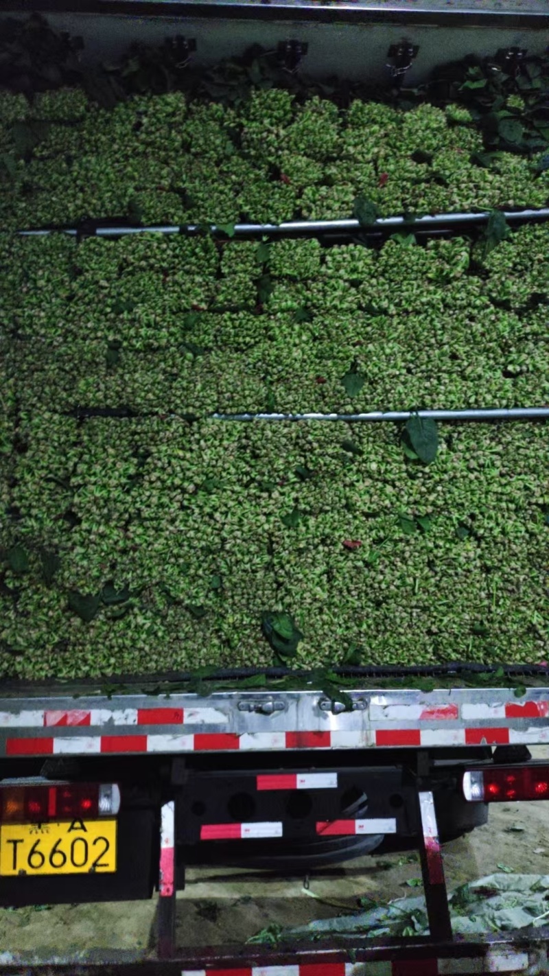 菠菜大量供应质优价廉，欢迎各位客商光临选购