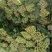 菠菜大量供应质优价廉，欢迎各位客商光临选购