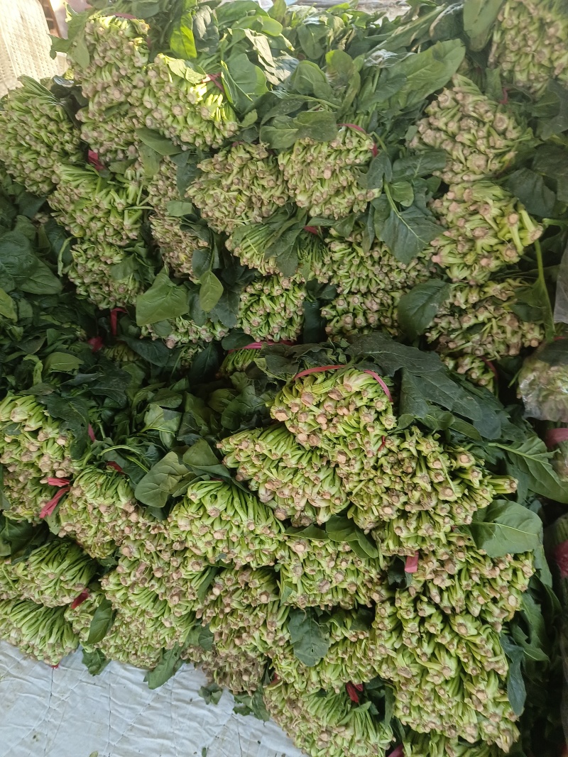 菠菜大量供应质优价廉，欢迎各位客商光临选购