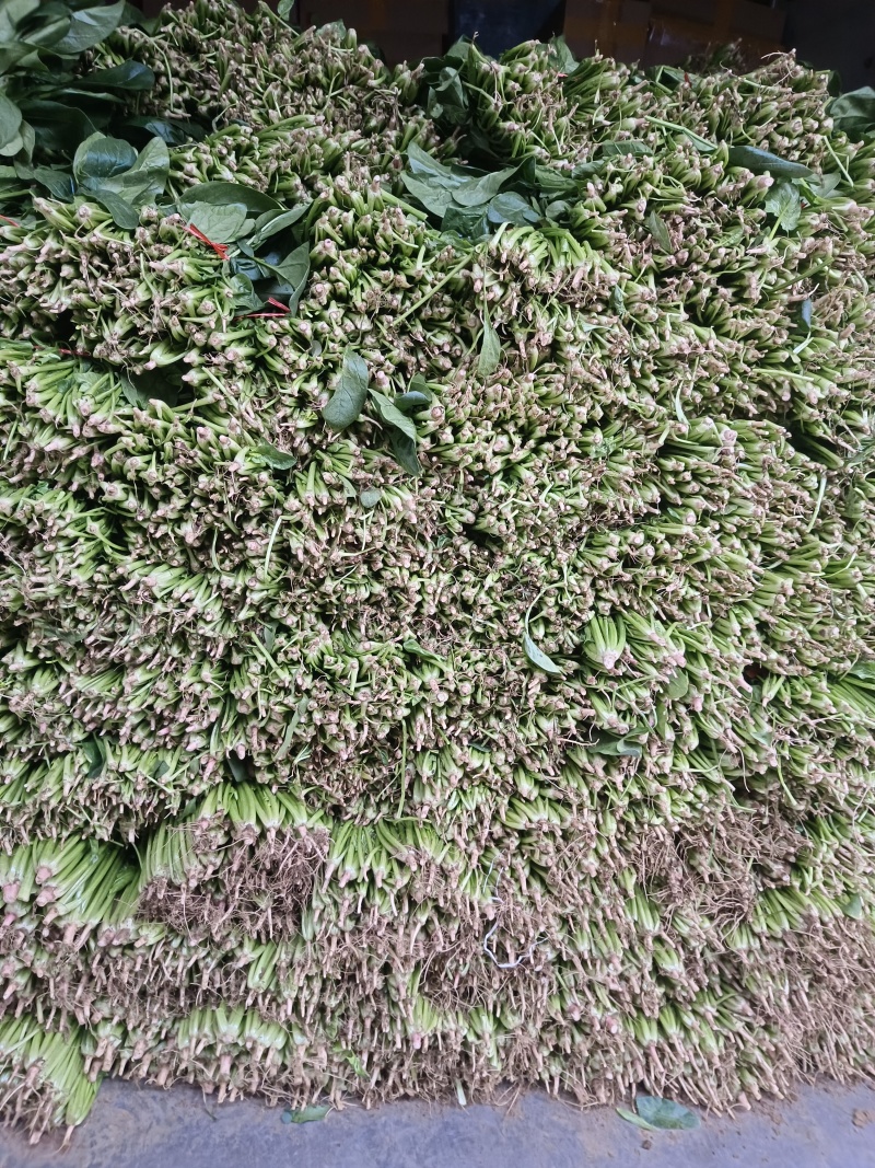 菠菜大量供应质优价廉，欢迎各位客商光临选购